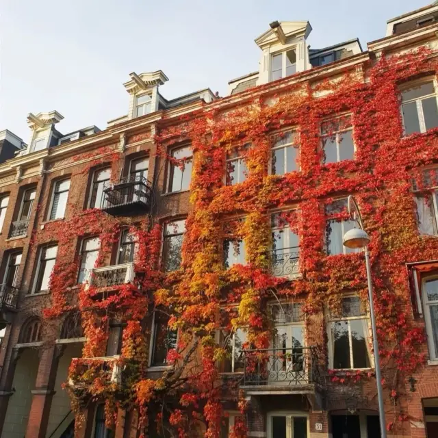 A canal house in Amsterdam covered in red autumn ivy
