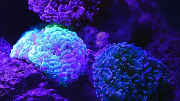 IB Biology New Syllabus 2023: Navigating the Changes with Think Smart Tutors
