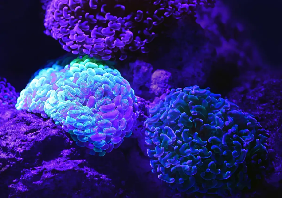 IB Biology New Syllabus 2023: Navigating the Changes with Think Smart Tutors
