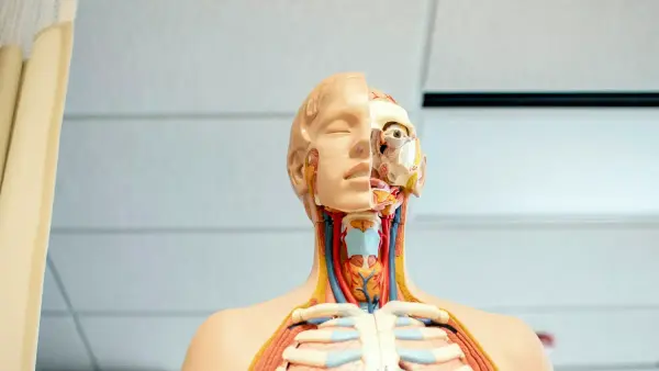 IB Biology Syllabus (2025): Your Biology Roadmap